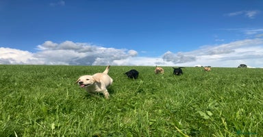 Labrador Retriever dogs - Advert 3