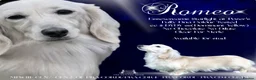 Miniature Dachshund dogs for stud: True Pure English Cream longhaired (ee ii DYDY ss) in Upminster - Advert 3