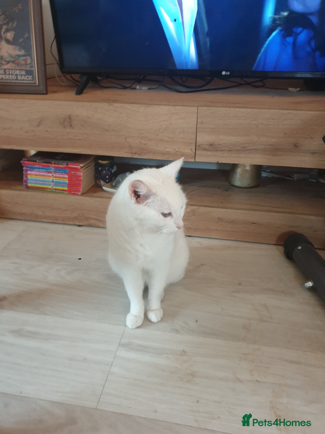 American Shorthair cats for sale: Albie Needs A New Home Urgently - Image 4