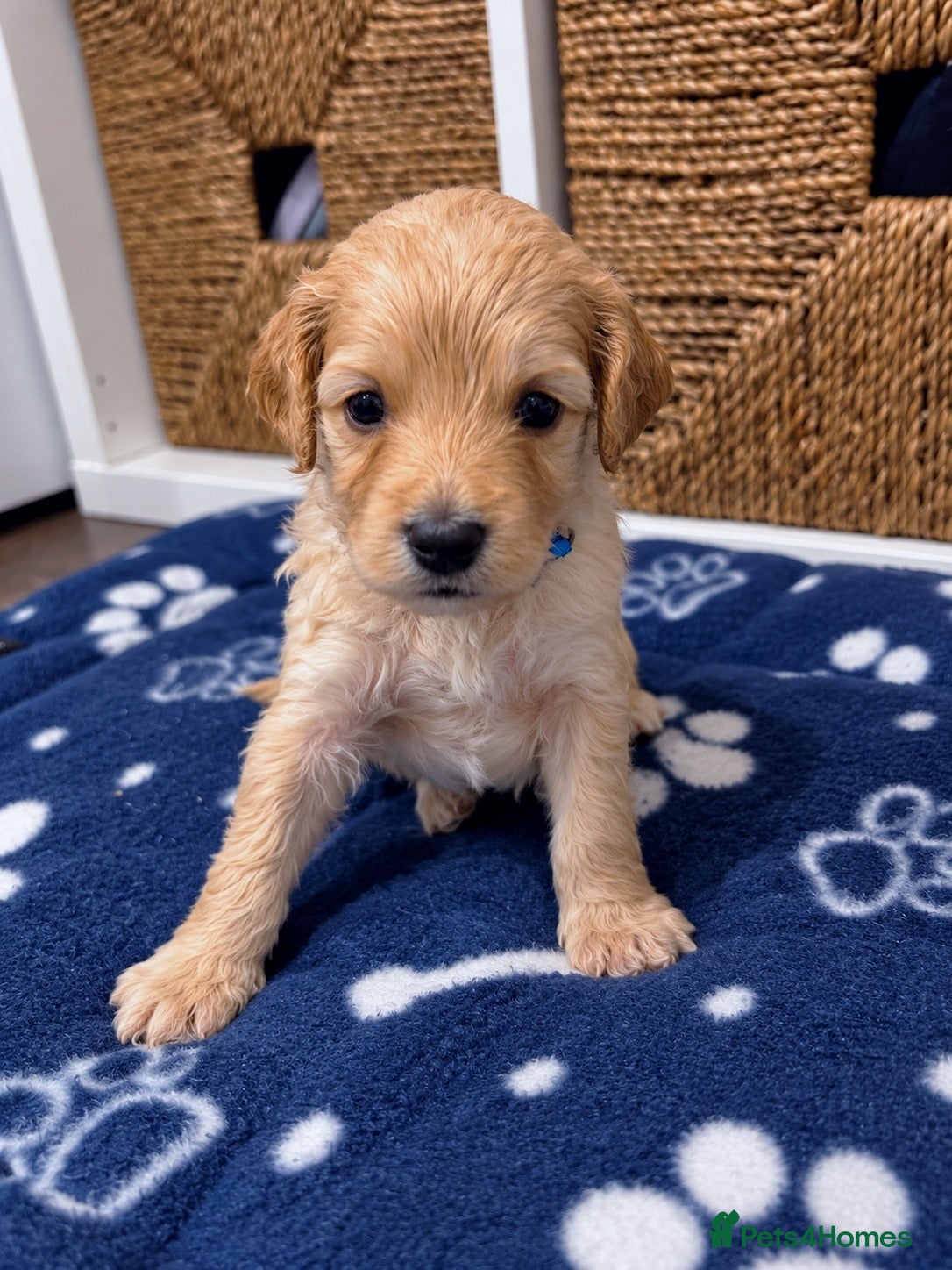 Cockapoo dogs for sale: Cockapoo’s *1 boy left* - Advert 14