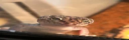 Leopard Gecko reptiles for sale: Rehoming Leopard Gecko - Advert 9