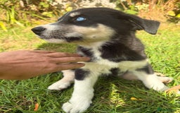 Pomsky dogs for sale: 1 girl 1 boy❗️fully vaccinated - READY 🏡  - Image 11