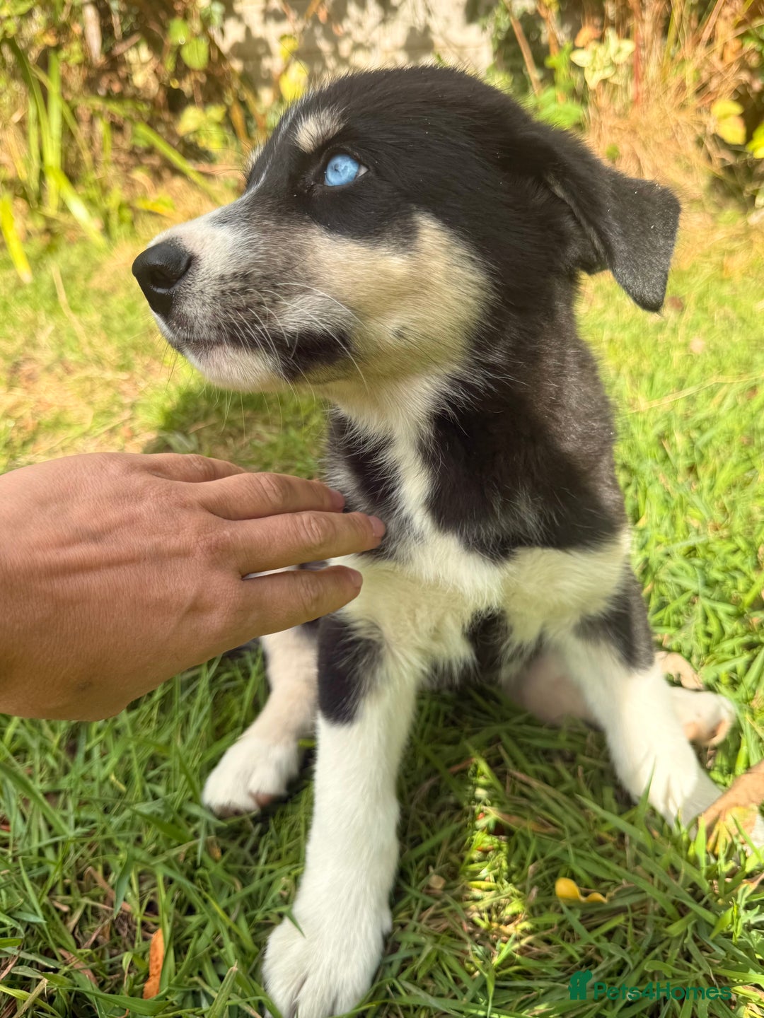 Pomsky dogs for sale: 1 girl 1 boy❗️fully vaccinated - READY 🏡  - Image 11