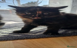 Mixed Breed cats for sale: Three beautiful kittens - Image 2