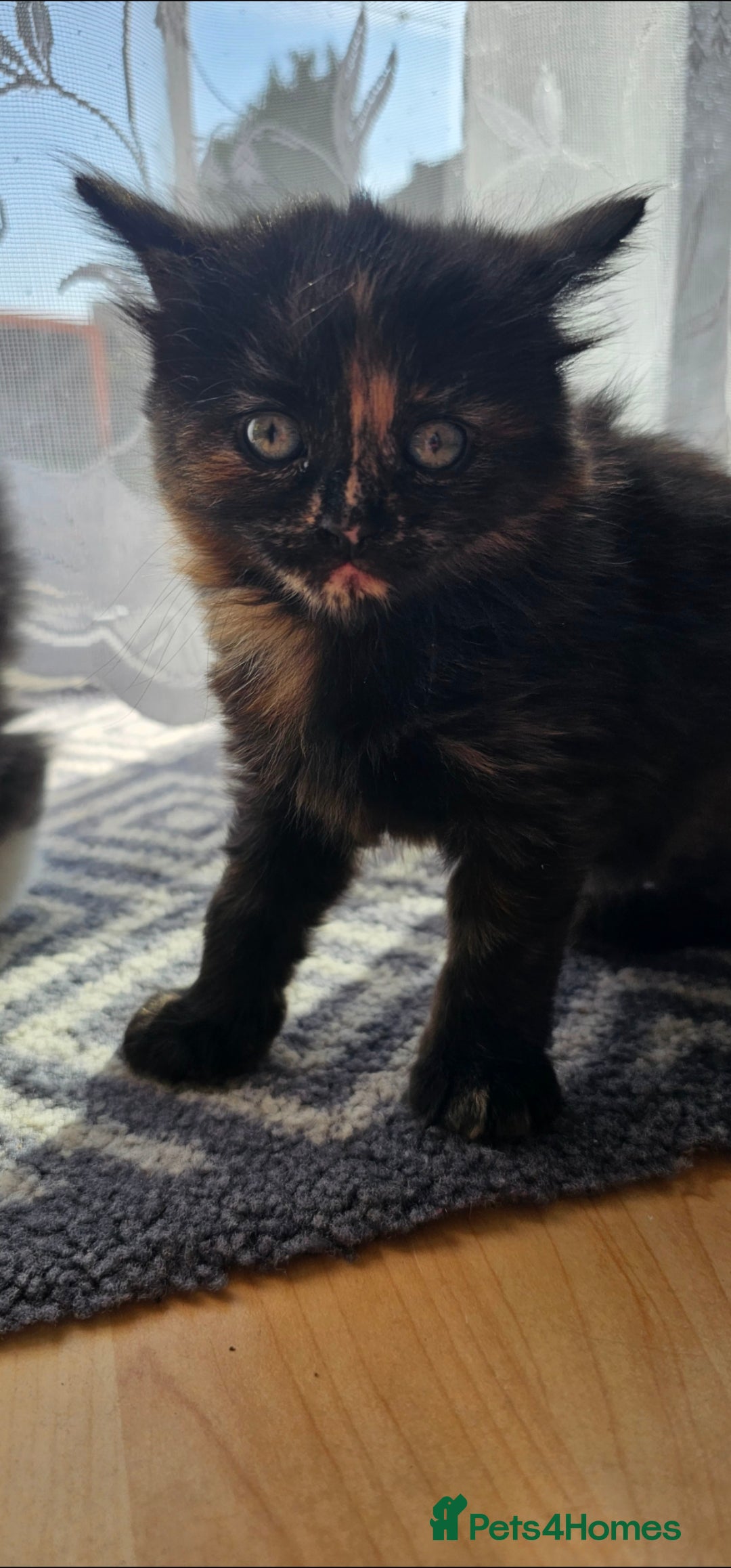 Mixed Breed cats for sale: Three beautiful kittens - Image 2