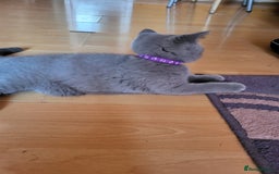 Scottish Fold cats for sale: Beautiful Female Scottish Straight Kitten - Image 3