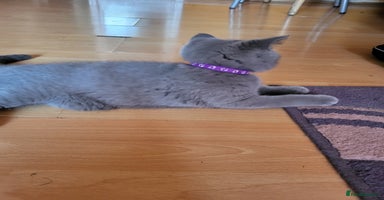 Scottish Fold cats - Advert 11