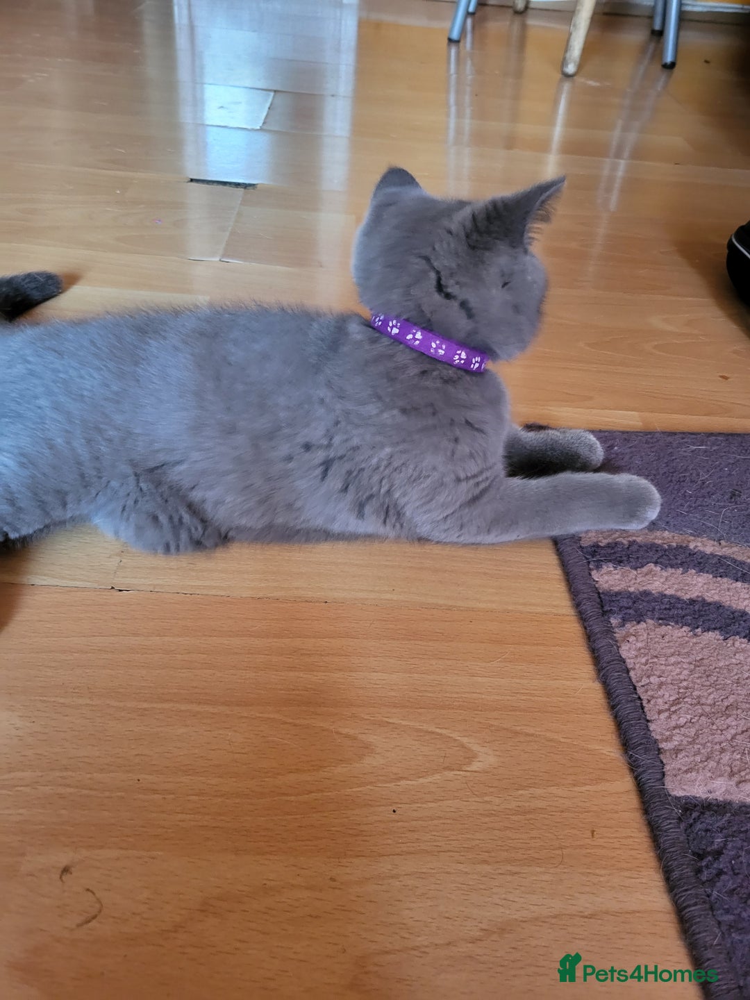 Scottish Fold cats for sale: Beautiful Female Scottish Straight Kitten - Image 3