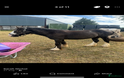 Irish Cob horses for sale: 3 year old cob Milton for sale  - Image 5