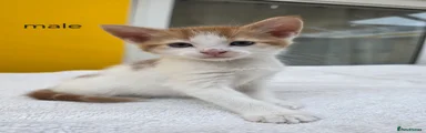 Male ginger and white (yoda)