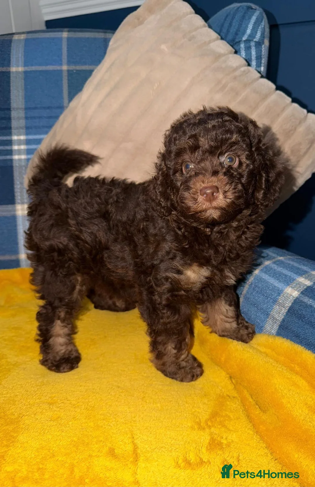 Miniature Poodle dogs for sale: One Chocolate Phantom Boy  - Advert 2