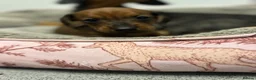Miniature Dachshund dogs for sale: Beautiful litter of miniature Dachshund  - Advert 8