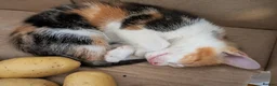 Mixed Breed cats for sale: Female kittens 9 weeks ready to leave  - Advert 13
