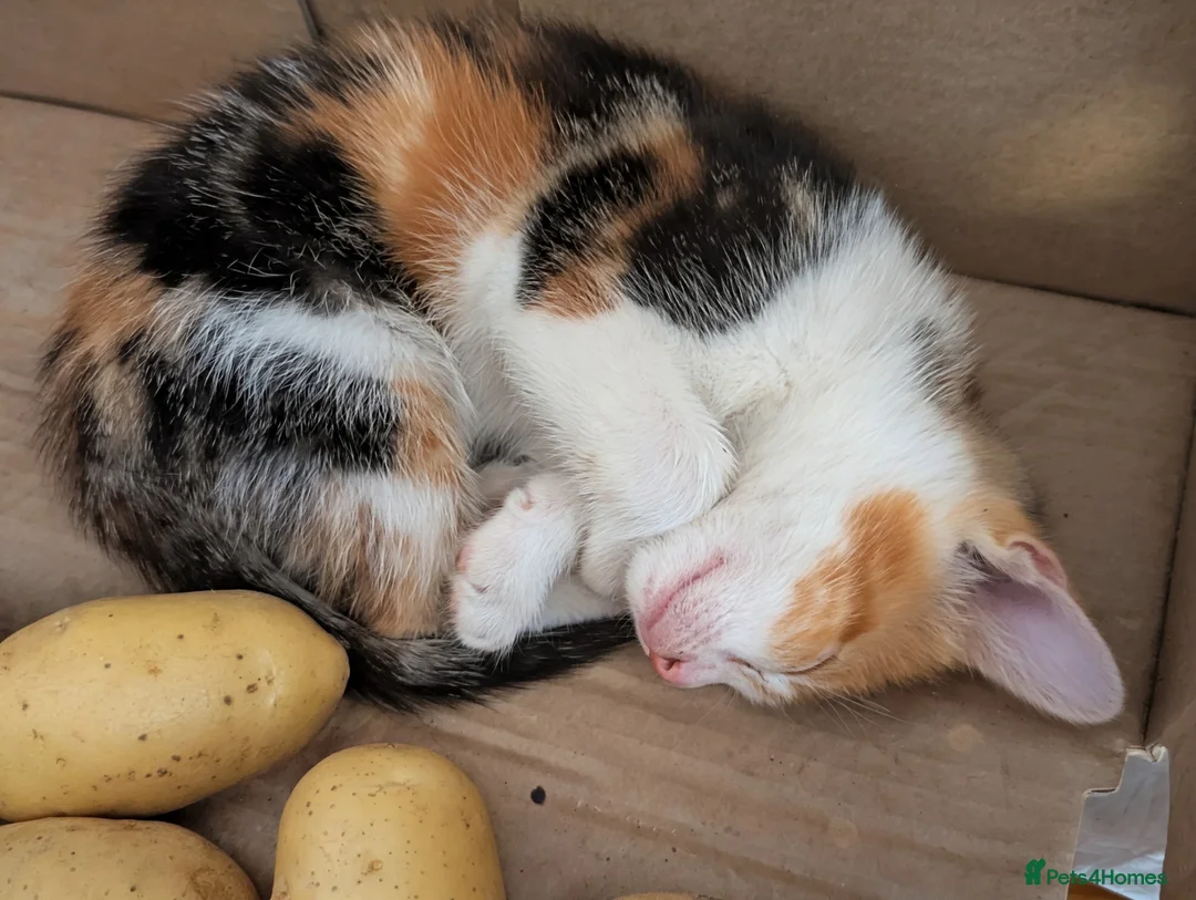 Mixed Breed cats for sale: Female kittens 9 weeks ready to leave  - Advert 13