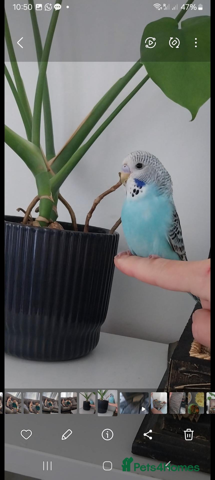 Budgerigars birds Budgie & Cage - Advert 7