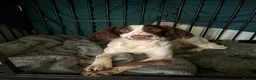 English Springer Spaniel dogs for sale: Super springer spaniel girl  - Advert 1