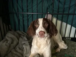 English Springer Spaniel dogs Super springer spaniel girl - Advert 1