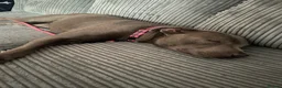 Staffordshire Bull Terrier dogs for sale: Bell  - Advert 2