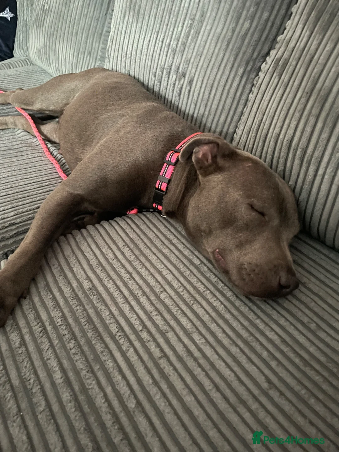 Staffordshire Bull Terrier dogs for sale: Bell  - Advert 2