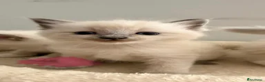 Ragdoll 1