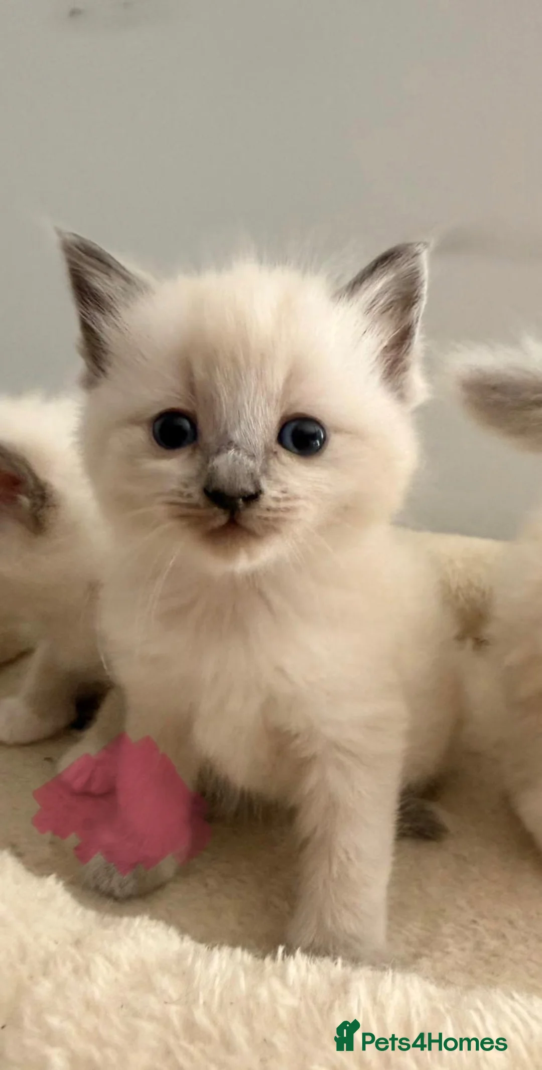 Ragdoll cats for sale: GCCF Registered Ragdoll Kittens - Advert 1