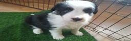 Mixed Breed dogs for sale: Beautiful Bordernese  - Advert 4