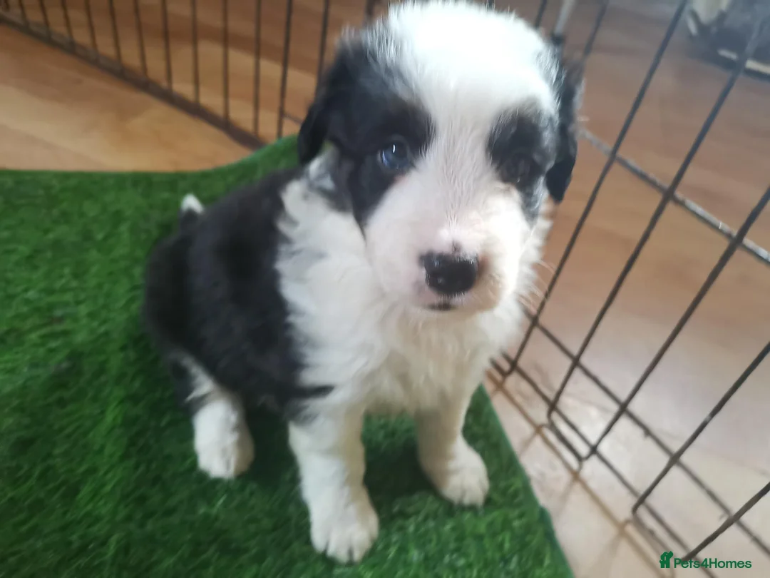 Mixed Breed dogs for sale: Beautiful Bordernese  - Advert 4