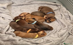 Dachshund dogs for sale: Littre of 7 Dachshund puppies - Image 3