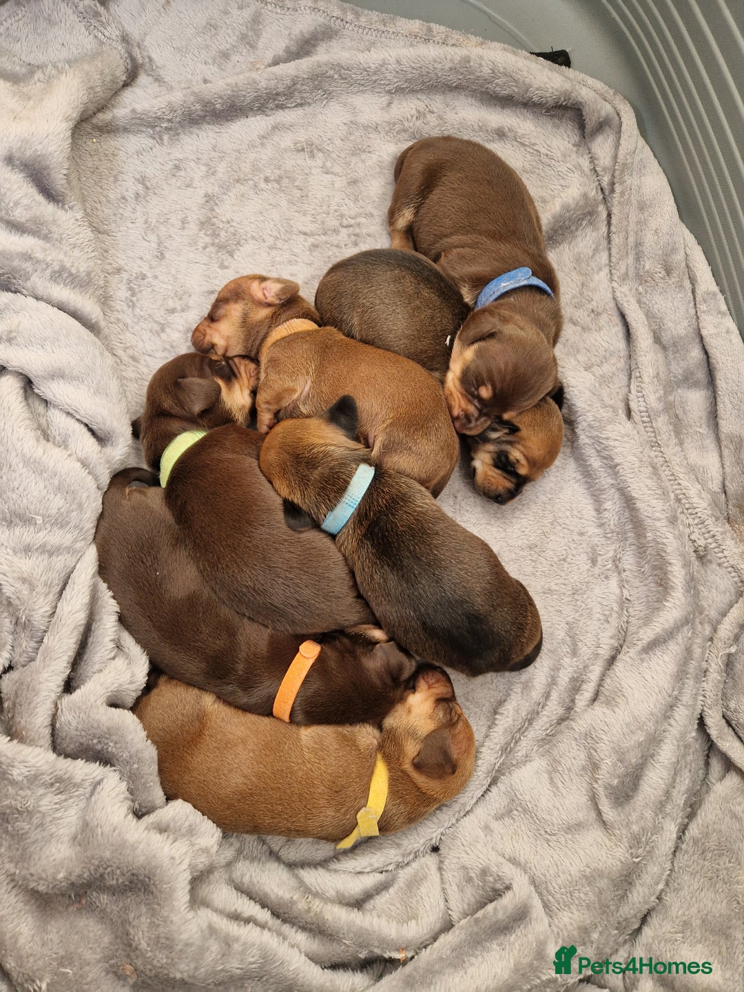 Dachshund dogs for sale: Littre of 7 Dachshund puppies - Image 3