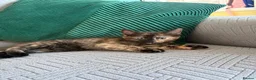 Mixed Breed cats for sale: 2 fluffy female kittens part main coon - Advert 2