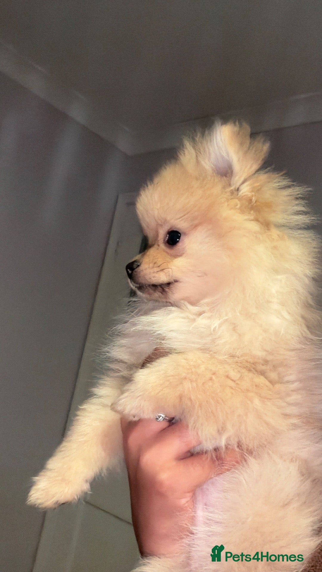 Pomeranian dogs ADORABLE POMERANIAN GIRL - Advert 9
