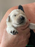 Golden Retriever dogs Beautiful litter of KC Golden Retrievers - Advert 7