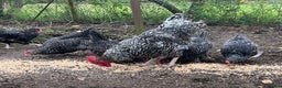 Chickens poultry for sale: Purebred Maran chickens, 11 months old - Advert 4