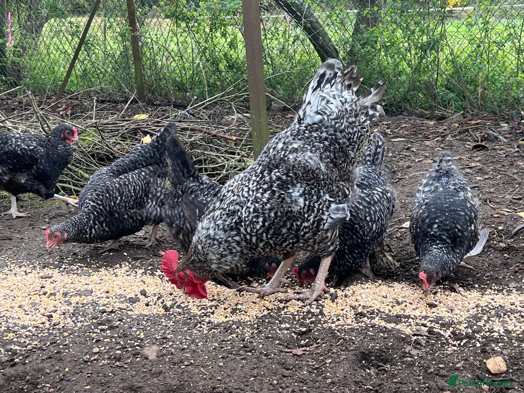 Chickens poultry for sale: Purebred Maran chickens, 11 months old - Advert 4