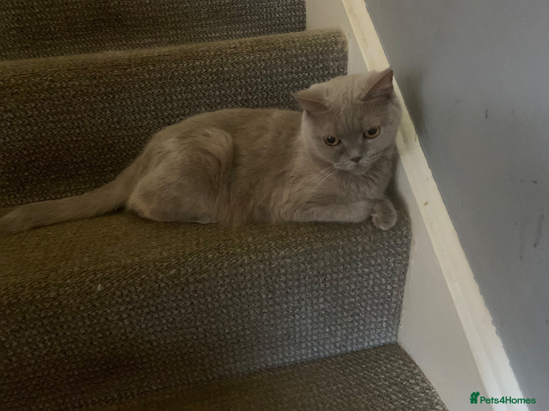 British Shorthair cats British shorthair x Ragdoll  - Advert 1