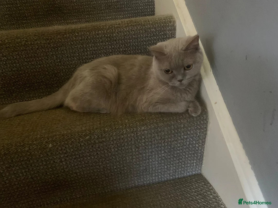 British Shorthair cats for sale: British shorthair x Ragdoll  - Advert 1