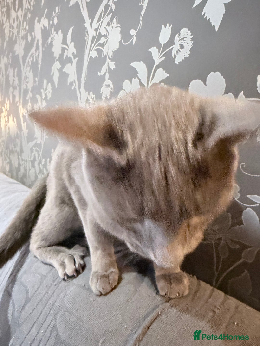 Russian Blue cats for sale:  friendly Russian blue excellent with kids - Advert 14