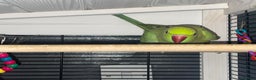 Ringnecks birds for sale: Green Indian ring neck  - Advert 3