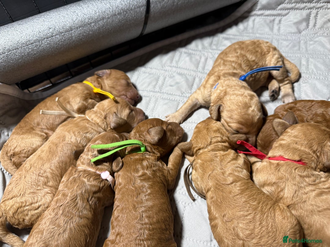 Labradoodle dogs for sale: Beautiful labradoodles  - Advert 28