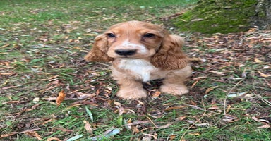 Cocker Spaniel dogs - Advert 13