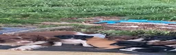 English Springer Spaniel dogs for sale: Spaniel puppies  - Advert 7