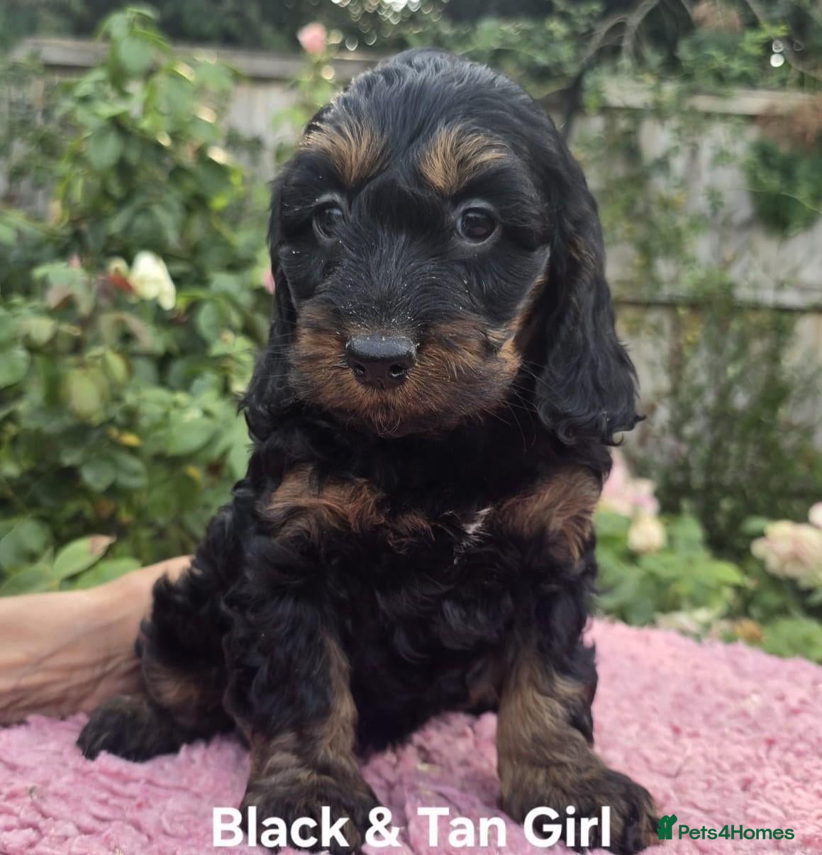 Cockapoo dogs F1 Cockapoo Puppies Ready To Go Domestic Licence - Advert 2