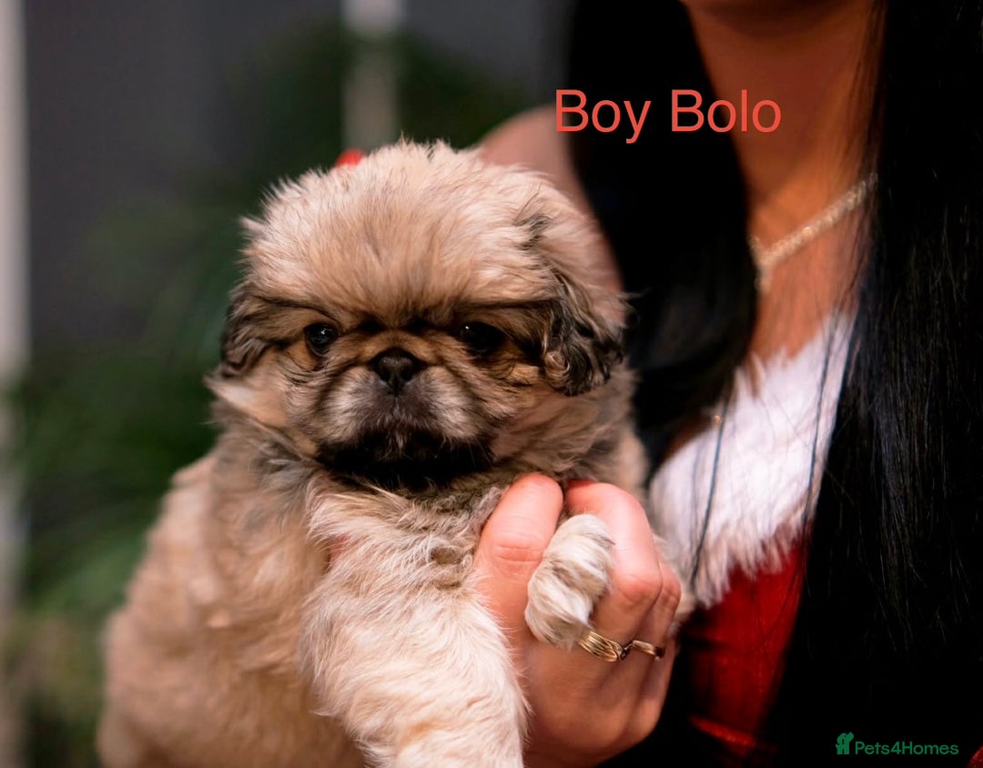 Pekingese dogs for sale: 🐾 Pekingese Puppies for Sale – 2 Girls & 1 Boy 🐾 - Advert 6