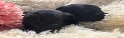 Scottish Terrier dogs for sale: Scottish terrier Puppies  - Advert 12
