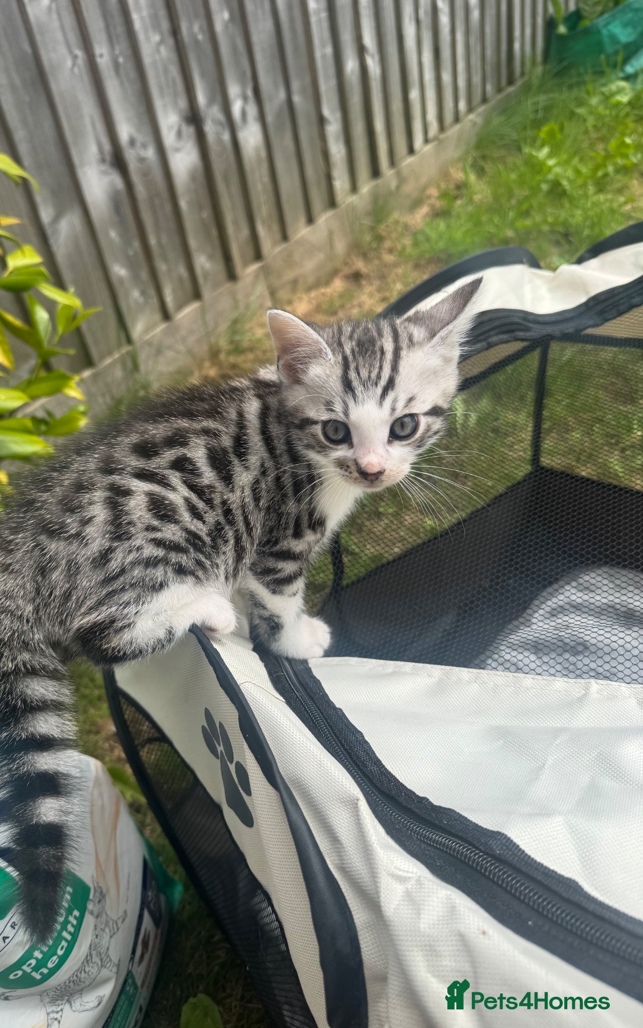 Bengal cats 🐆 🐈‍⬛Bengal X Kitten 🐆 🐈‍⬛ - Advert 11