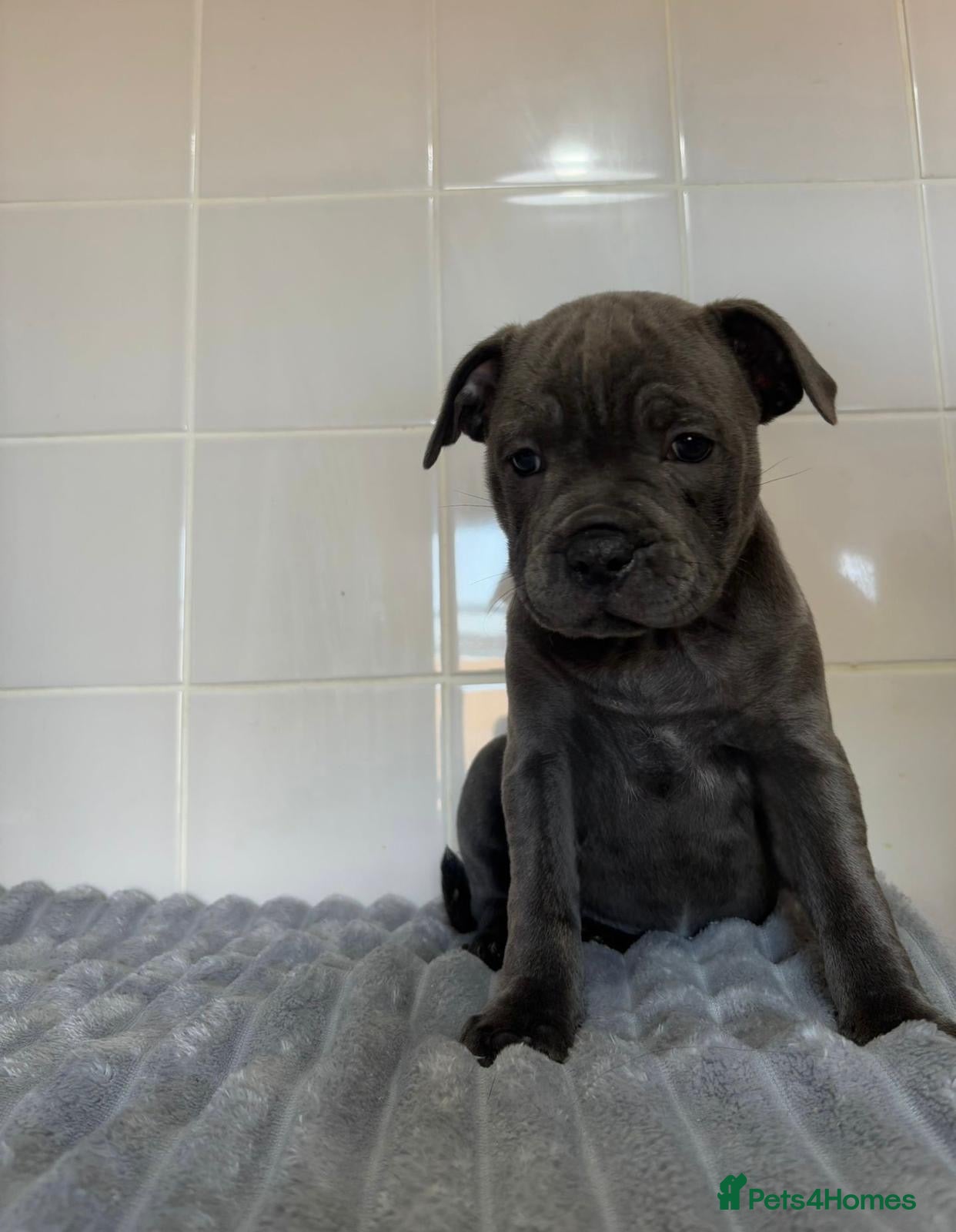 Staffordshire Bull Terrier dogs BLUE STAFFORDSHIRE BULL TERRIER PUPS - Advert 2