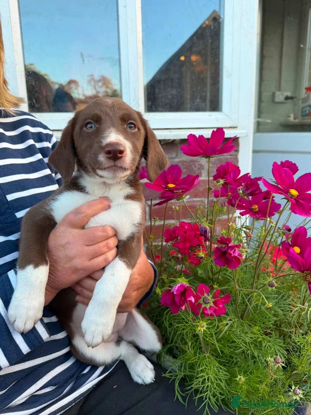 Border Collie dogs for sale: Welsh Border Collie Puppies Ready now - Advert 1