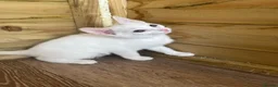 Mixed Breed cats for sale: Angora x kittens - Advert 4