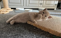 British Shorthair cats for sale: Stunning lilac BSH  - Image 23