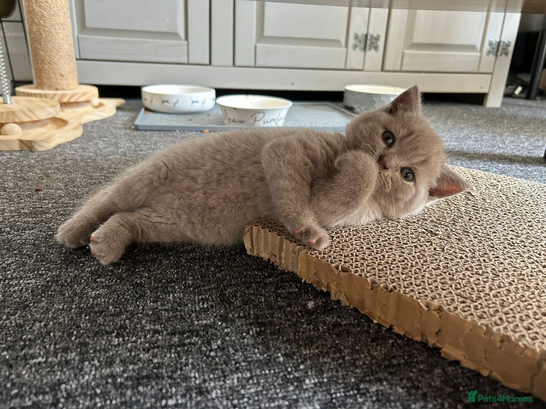 British Shorthair cats for sale: Stunning lilac BSH  - Image 23